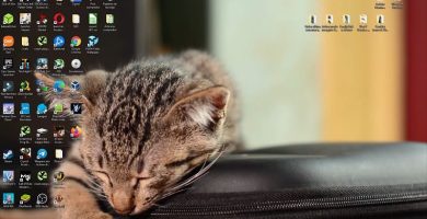 Día internacional del gato.